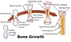 bone-conversion