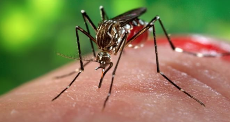 Chikungunya Outbreak in Pakistan – Prevention and Control