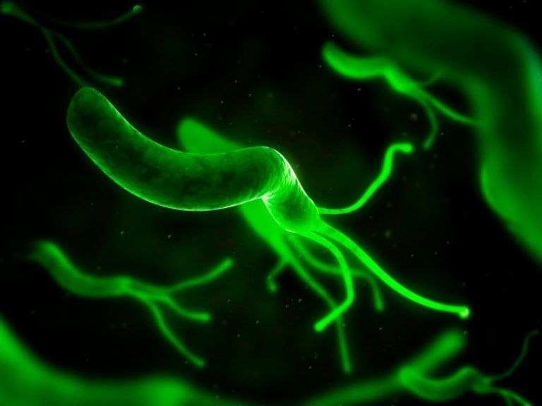 Helicobacter pylori – A Stomach Bug’s Story